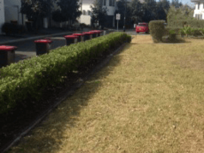 Glenmore Park hedges 4