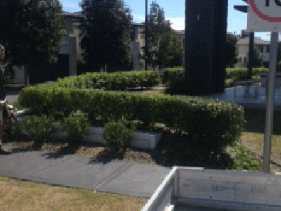 Glenmore Park hedges